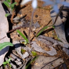 Caladenia ustulata at Denman Prospect, ACT - 21 Sep 2020