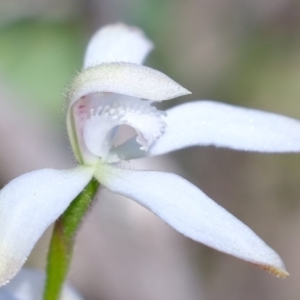 Caladenia ustulata at Denman Prospect, ACT - 21 Sep 2020