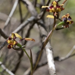 Diuris pardina at Wee Jasper, NSW - suppressed