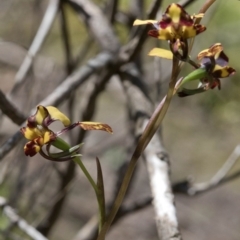 Diuris pardina (Leopard Doubletail) at Wee Jasper Nature Reserve - 21 Sep 2020 by JudithRoach