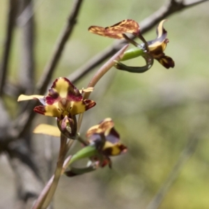 Diuris pardina at Wee Jasper, NSW - suppressed