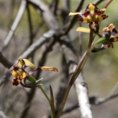 Diuris pardina at Wee Jasper, NSW - suppressed