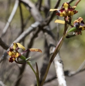 Diuris pardina at Wee Jasper, NSW - suppressed