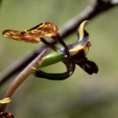 Diuris pardina at Wee Jasper, NSW - suppressed