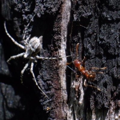 Tamopsis sp. (genus) (Two-tailed spider) at Block 402 - 21 Sep 2020 by Kurt