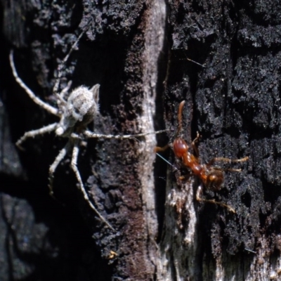 Tamopsis sp. (genus) (Two-tailed spider) at Stromlo, ACT - 21 Sep 2020 by Kurt