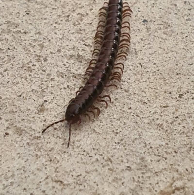 Diplopoda (class) (Unidentified millipede) at Fyshwick, ACT - 21 Sep 2020 by Speedsta