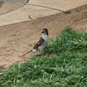 Cracticus torquatus at Jerrabomberra, NSW - 19 Sep 2020