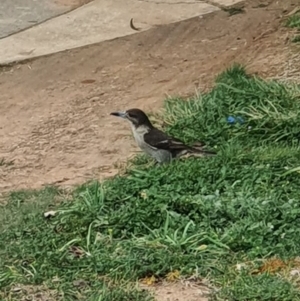 Cracticus torquatus at Jerrabomberra, NSW - 19 Sep 2020