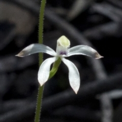 Caladenia ustulata (Brown Caps) at Wee Jasper Nature Reserve - 21 Sep 2020 by JudithRoach