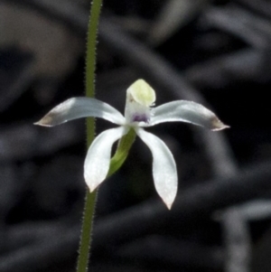 Caladenia ustulata at Wee Jasper, NSW - suppressed