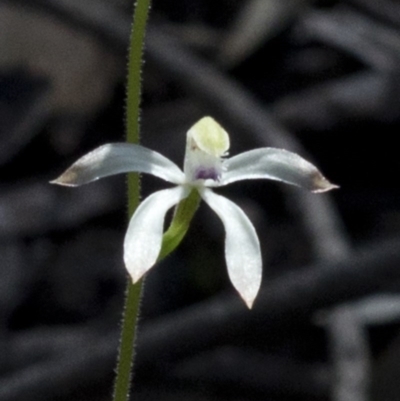 Caladenia ustulata (Brown Caps) at Wee Jasper, NSW - 21 Sep 2020 by JudithRoach