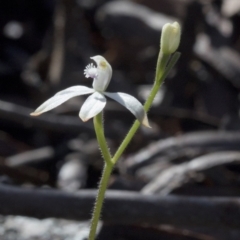 Caladenia ustulata at Wee Jasper, NSW - suppressed