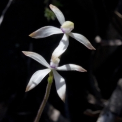 Caladenia ustulata at Wee Jasper, NSW - suppressed