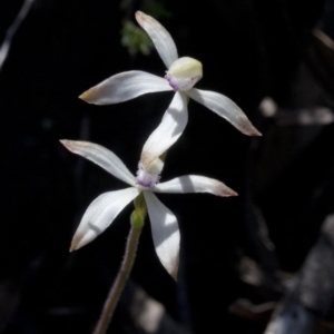 Caladenia ustulata at Wee Jasper, NSW - 21 Sep 2020