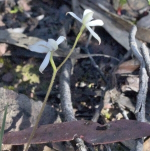 Caladenia ustulata at Wee Jasper, NSW - suppressed