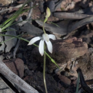 Caladenia ustulata at Wee Jasper, NSW - suppressed