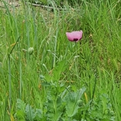 Papaver somniferum (Opium Poppy) at Hume, ACT - 18 Sep 2020 by Speedsta