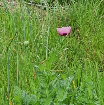 Papaver somniferum (Opium Poppy) at Jerrabomberra Grassland - 18 Sep 2020 by Speedsta