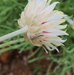 Chironomidae (family) (Non-biting Midge) at QPRC LGA - 18 Sep 2020 by Speedsta