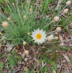 Leucochrysum albicans subsp. tricolor (Hoary Sunray) at Jerrabomberra, NSW - 19 Sep 2020 by Speedsta