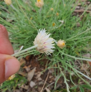 Leucochrysum albicans subsp. tricolor at Jerrabomberra, NSW - 19 Sep 2020