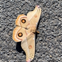 Opodiphthera eucalypti (Emperor Gum Moth) at Merimbula, NSW - 21 Sep 2020 by JVR