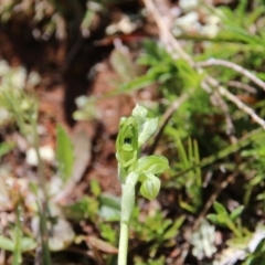 Hymenochilus bicolor (ACT) = Pterostylis bicolor (NSW) (Black-tip Greenhood) at Watson, ACT - 21 Sep 2020 by petersan