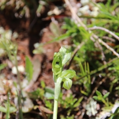 Hymenochilus bicolor (Black-tip Greenhood) at Mount Majura - 20 Sep 2020 by petersan