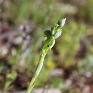 Hymenochilus bicolor (ACT) = Pterostylis bicolor (NSW) at Watson, ACT - suppressed