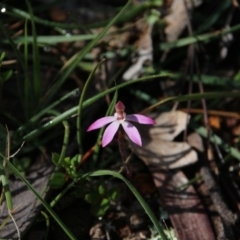 Caladenia fuscata (Dusky Fingers) at Mount Majura - 20 Sep 2020 by petersan