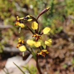 Diuris pardina (Leopard Doubletail) at Mount Majura - 20 Sep 2020 by petersan