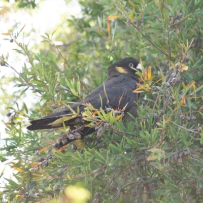 Zanda funerea (Yellow-tailed Black-Cockatoo) at Jerrabomberra, NSW - 21 Sep 2020 by Speedsta