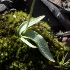 Glossodia major (Wax Lip Orchid) at Wee Jasper, NSW - 21 Sep 2020 by JudithRoach