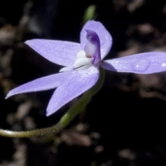 Glossodia major at Wee Jasper, NSW - suppressed