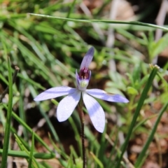 Cyanicula caerulea (Blue Fingers, Blue Fairies) at Watson, ACT - 21 Sep 2020 by petersan