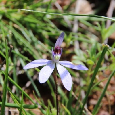 Cyanicula caerulea (Blue Fingers, Blue Fairies) at Mount Majura - 20 Sep 2020 by petersan