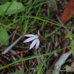 Caladenia fuscata at Watson, ACT - suppressed