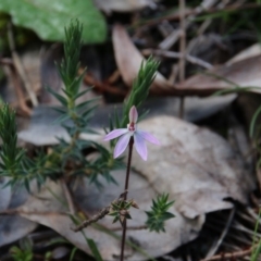 Caladenia fuscata at Watson, ACT - suppressed