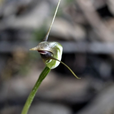 Pterostylis pedunculata (Maroonhood) at Wee Jasper, NSW - 21 Sep 2020 by JudithRoach