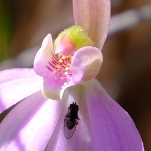 Caladenia carnea at Denman Prospect, ACT - 21 Sep 2020