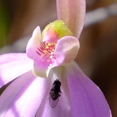 Caladenia carnea (Pink Fingers) at Denman Prospect 2 Estate Deferred Area (Block 12) - 21 Sep 2020 by Kurt