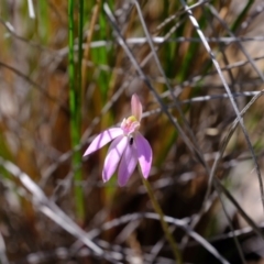 Caladenia carnea at Denman Prospect, ACT - 21 Sep 2020