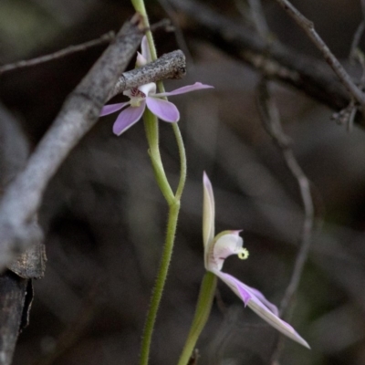 Caladenia carnea (Pink Fingers) at Wee Jasper Nature Reserve - 21 Sep 2020 by JudithRoach