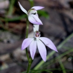 Caladenia carnea (Pink Fingers) at Wee Jasper, NSW - 21 Sep 2020 by JudithRoach