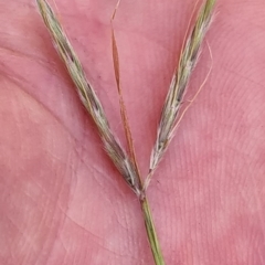 Hyparrhenia hirta (Coolatai Grass) at Kaleen, ACT - 21 Sep 2020 by Steve818