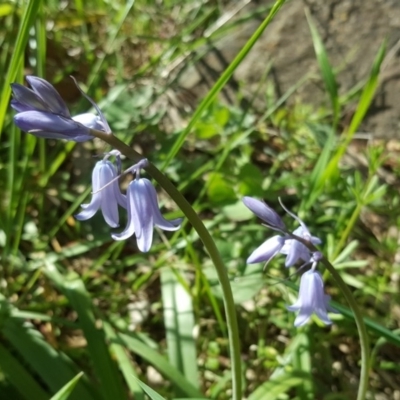 Hyacinthoides non-scriptus (Bluebell) at Isaacs Ridge and Nearby - 20 Sep 2020 by Mike