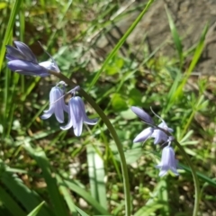 Hyacinthoides non-scriptus (Bluebell) at Jerrabomberra, ACT - 20 Sep 2020 by Mike