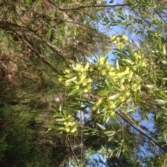 Acacia (genus) (A Wattle) at Hughes, ACT - 21 Sep 2020 by jennyt