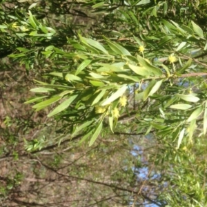 Acacia sp. at Hughes, ACT - 21 Sep 2020 12:56 PM